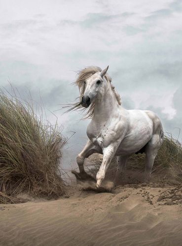 Fototapety White Wild Horse DD119076 A.S. Création Designwalls