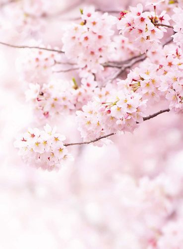 Fototapety Delicate Flowers DD119138 A.S. Création Designwalls