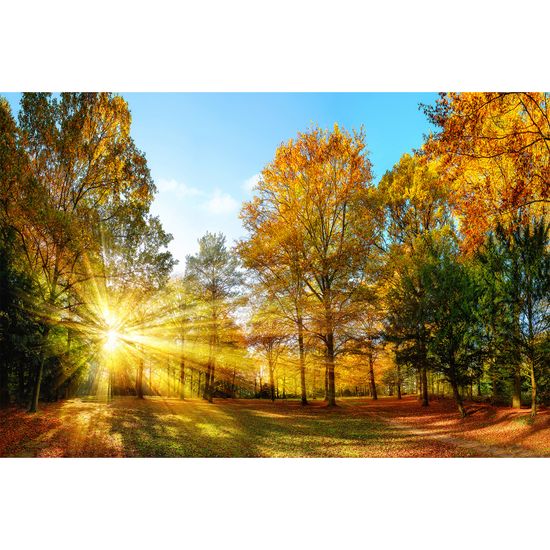 Fototapety AutumnForest1 DD115033 A.S. Création XXL 5
